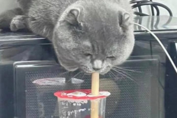 「貓用吸管喝珍奶」爆紅！動作非常熟練　網：一看就知道常在喝